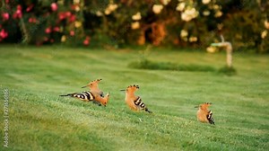 Hoopoe bird feeds three hungry chicks on a mowed lawn in sunset