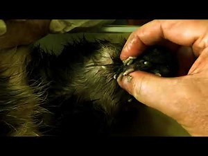 Cleaning Mango Worms #7