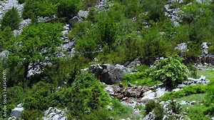 Griffon vultures in a carrion also frequented by Bearded Vultures and Egyptian Vultures. Gistain Valley. Sobrarbe region. Aragonese Pyrenees. Huesca, Aragon, Spain, Europe