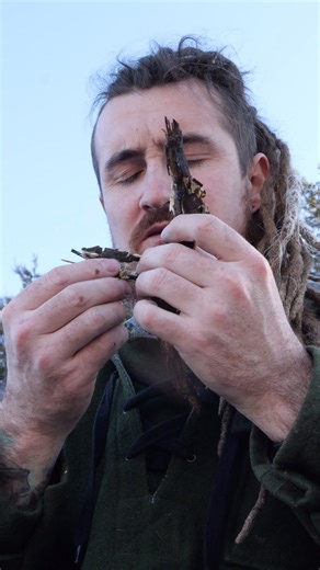🌿 The fern that carried generations through hunger. Aruhe the bracken fern can be found almost everywhere on Earth. Beneath the soil run rhizomes packed with starch. Its roots are a survival food used by humans for generations. Dig them up, roast them, and chew out the energy. It’s not a great meal, but it’s enough to keep you moving when nothing else will. Here’s the catch, Bracken carries a toxin called ptaquiloside. It can affect DNA 🧬 causing mutations and has been linked to cancers of the