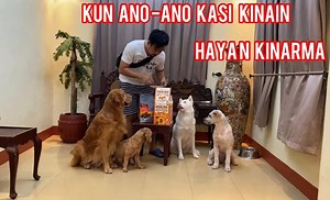 151K views · 5.1K reactions | Kun ano ano kasi kinakain, matakaw e! Hayan Kinarma tuloy! #angdogtreat 藍藍藍 | Alvin and the Tropang L | Facebook