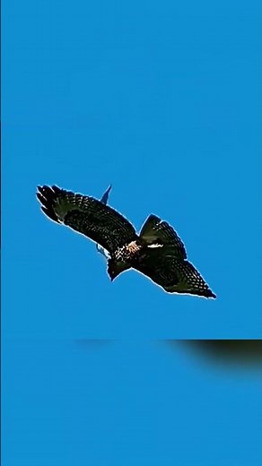 These birds weren't shot – the truth