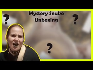 Mystery Ball Python Unboxing Dynasty Reptiles