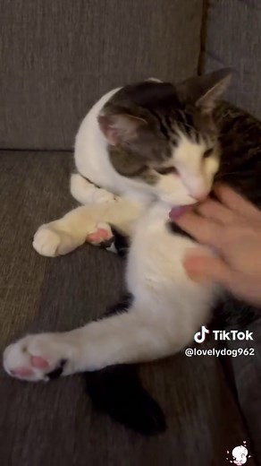 Cat's Strange Reaction Caught on Camera