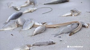 This year’s “Red Tide” is worse than ever as new microscopic algae meet those from last year. | AccuWeather