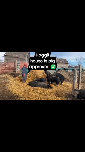 19 reactions | What great weather for November! The pigs are loving the hoggit house.. I think Carl wants to move in too 藍 #farminginwinter #farmlife #freerange #farmsnotfactories #knowyourfarmer | Cobblestone Farm - Naturally Raised Berkshire Pigs | Facebook
