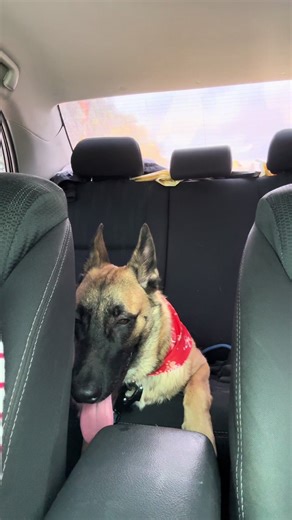 Aresss: Uncut Moments with My Malinois