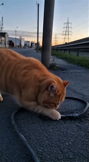 🐱⚡🔥Why does the little orange cat smell like burnt stuff? Is it true that curiosity killed the cat?