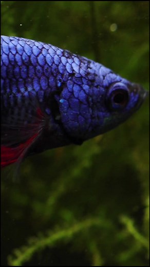 Betta Fish vs Fire Ants Battle: A Clash of Nature