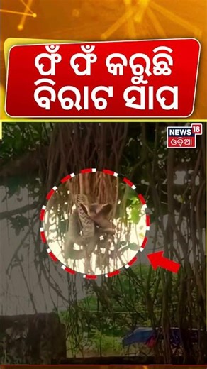ଗଛରେ ଫଁ ଫଁ କରୁଛି ବିରାଟ ସାପ। Snake in Tree | Odia News | Snake in Forest | Top Visible Snake in India