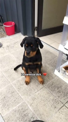 Shpetim Shala 🐶 on Instagram: "Mini Canelo 😓"