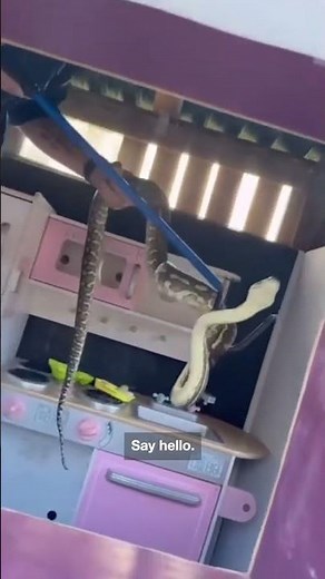 Snake Catcher Removes Python From Kids' Playhouse
