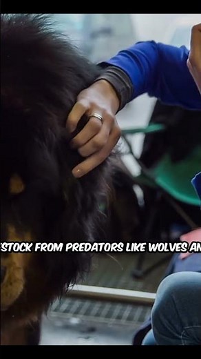 Meet The Tibetan Mastiff