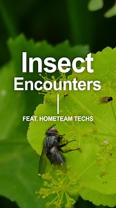 Discover the unexpected side of pest control with our techs' insect encounters. From regal jumpers to spider wasps, it's all in a day's work for us. #HomeTeamPestDefense #PestControl | HomeTeam Pest Defense