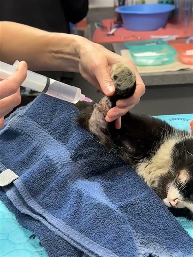Beloved Kitty Stumbles Into Factory Covered In Puncture Wounds And Bleeding [STORY BELOW]
