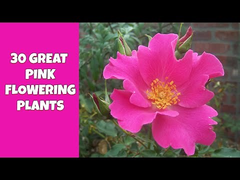 30 Great Pink Flowering Plants