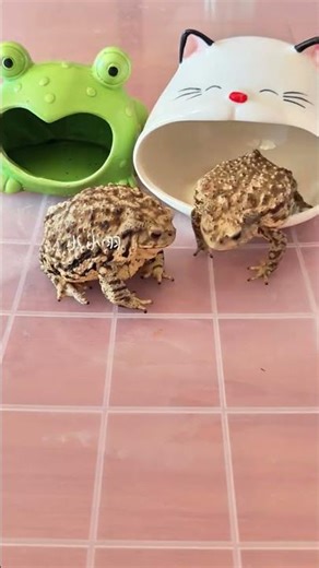 Fun Pet Feeding Adventure: Toad Climbing Fun