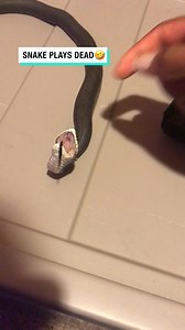 1.2M views · 17K reactions | Who knew that you could teach snakes tricks  #funny #snake #animals | UNILAD | Facebook