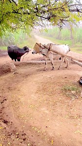 1.9M views · 5.9K reactions | 345 years old Shuffling Cutter Machine Operating with Bull #foryoupageシ #shortsfeed | Tasawar Hussain | Facebook
