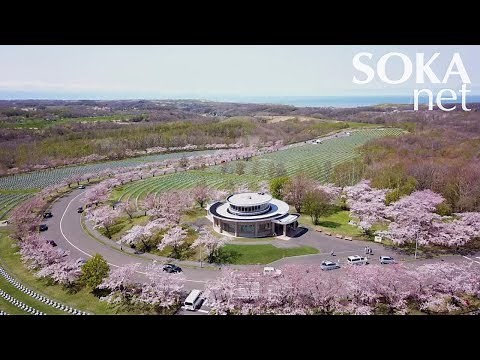 【トピックス】満開の桜 北海道・厚田 戸田記念墓地公園 | 創価学会公式