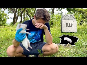 GOODBYE BABY GUINEA PIG….