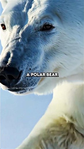 Polar Bear Breaks World Swim Record 🤯
