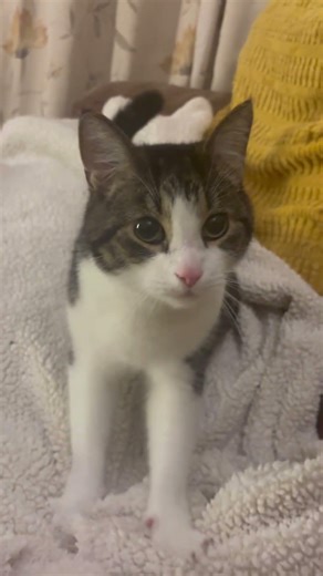 🐈 the puring cat making cookies 🍪 🐈