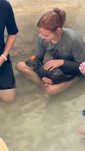 Your core memory is loading…Join the wait list now! #otters #babyotters #swimwithotters #bucketlist #corememory https://api.leadconnectorhq.com/widget/form/gBDLVzFxlAKLrDlOHZsO | Tanganyika Wildlife Park