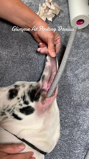 Exploring Cropped Ears Styles on Great Dane Puppy
