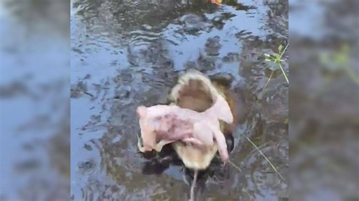Viral video: Crocodile swallows chicken whole in seconds
