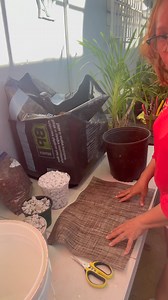 Trasplante de Grammatophyllum Speciosum. Preparó el sustrato paso a paso para que aprendas cómo hacerlo. SÍGUENOS, APRENDE Y COMPARTE 787-506-8064 #TheOrchidsPalace #orchids #plantsale #orquídeas #flowers | The Orchids Palace LLC