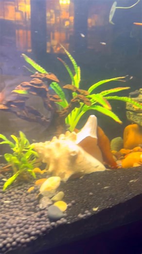 Long Island Aquarium Hobbyists | Someone please take my Dalmatian Molly fish off my hands | Facebook