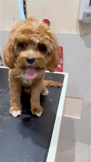 Wait Until You See Dash After His Grooming 🐶 #dashcavapoo