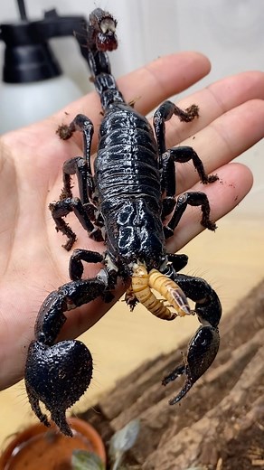804K views · 10K reactions | Meet my male Emperor scorpion (Pandinus imperator) Achilles! Here he is enjoying two super worms for dinner! I hope to someday find this big boy a wife 廬❤️廬爛! • #scorpion #arachnid #reptiliatus #pandinusimperator #pandinus #animal #pet #emperorscorpion #achilles #reptile #reptiles #reels #viral #instagram #venom #venomous #scorpionsofinstagram #scorpions #animalsofinstagram #pets #petsofinstagram | Reptiliatus | Facebook