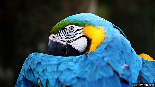 BBC Learning English - The English We Speak / As sick as a parrot