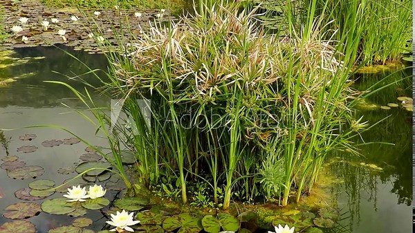 Cyperus alternifolius, umbrella papyrus, umbrella sedge or umbrella palm, is grass-like plant in very large genus Cyperus of sedge family Cyperaceae. Plant is native to West Africa, Madagascar