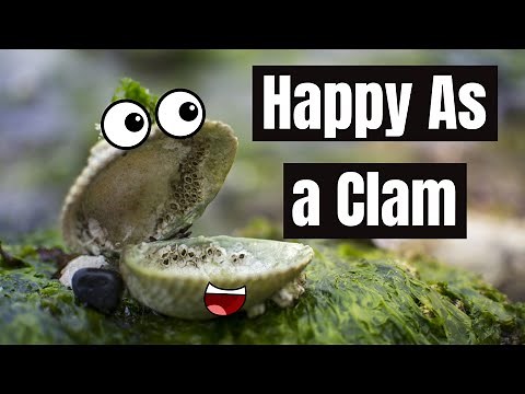 Why Are Clams so Happy? The Origin of the Idiom “HAPPY AS A CLAM” | Meaning and Origin