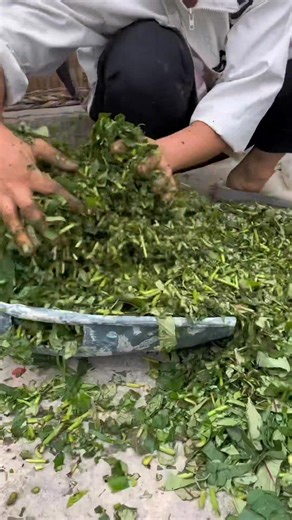 50K views · 1.4K reactions | Embracing the beauty of rural life, we cultivate a brighter future, one harvest at a time. Busy days yield a greater purpose – a better life for all. #fblifestyle #用抖音记录农村真实生活 #新农人计划2023 #有一种叫云南的生活 #新菜仔油 #一份耕耘一份收获 | China country life | Facebook