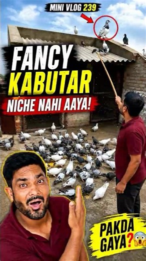 Mini Vlog 239 | Fancy Kabutar Niche Nahi Aaya 😲