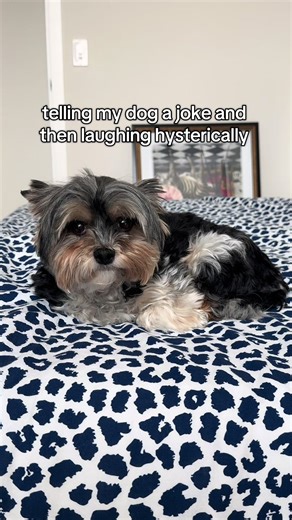 The Way He Looks at Mommy: A Funny Dog Moment