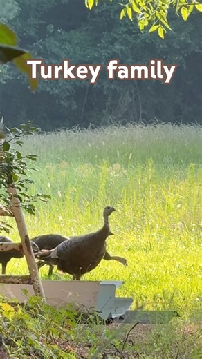 Wild Turkey family strolling through 👀 | wild turkeys | nature