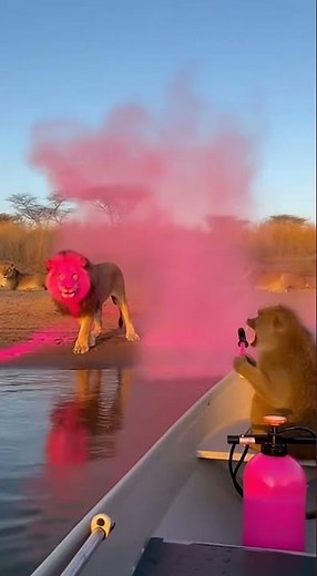 Pink Smoke Bomb Prank on Lions Goes WRONG 😂🦁 #wildlifeprank