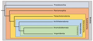 What is the classification of a bivalve? [2025] | QAQooking.wiki