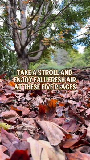 When you Visit Knoxville, head outside to these 5 pretty parks for the best Fall morning! Each one highlights a different part of Knox County, so you see a little bit of everything! 📍 Knoxville Botanical Garden and Arboretum in East Knoxville�📍 Cove at Concord in Farragut�📍 Lakeshore Park near Cedar Bluff�📍 Ijams Nature Center in South Knoxville�📍 Sequoyah Hills near downtown, along TN River! Which one will you visit first? 🧡 #KnoxRocks | Visit Knoxville