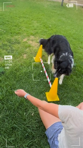 🐾 What Does Walking Over a Cavaletti Pole Teach Our Dogs? Cavaletti work isn’t just cute — it’s powerful! When your dog steps over a pole, they’re learning: ✨ Hind-End Awareness Dogs often forget they even have back legs! Cavalettis help them understand where those legs are and how to use them with intention. 💪 Strength & Muscle Engagement Stepping over a raised object activates core muscles, stabilisers, and those all-important hip and thigh muscles. 🦴 Joint Mobility & Flexibility Smooth, co