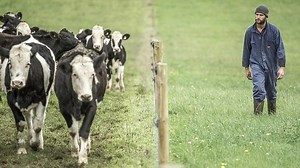 Dairy farmers hit by perfect storm