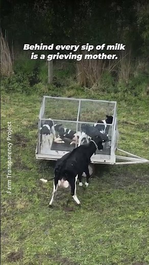 Watch this mother run after her baby as they are separated 💔