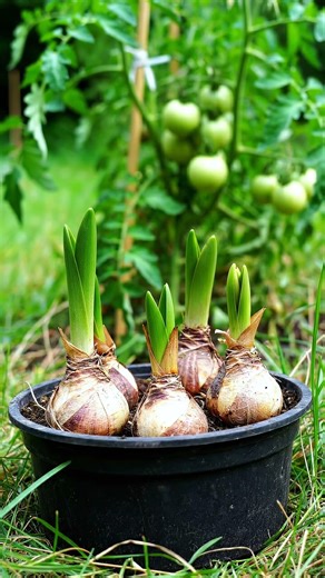 Como tener plantas de amarilis en casa