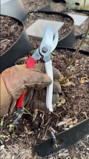 Favorite Garden Pruners - Okatsune 104 - So Enjoyable to Use! Full Review Available