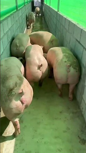 Electric Pig Driver for Livestock, easy to make your pig move